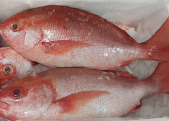 Ciguatera-pesci tropicali