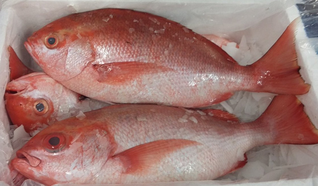 Ciguatera-pesci tropicali