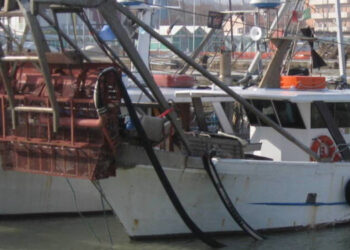 Coldiretti taglia minima vongole