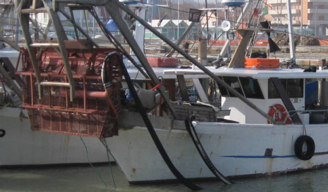 Coldiretti taglia minima vongole