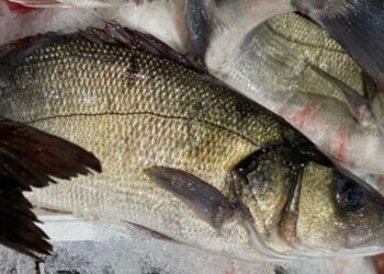 FEAMP Commissione Europea