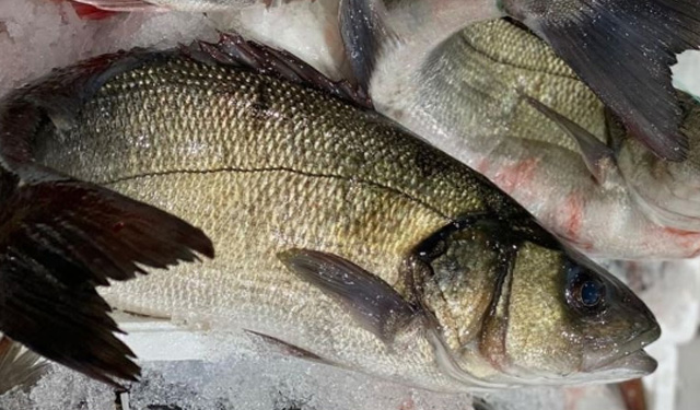 FEAMP Commissione Europea