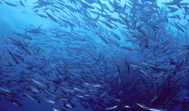 OCSE gestione pesca globale