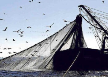 Our Fish pesca eccessiva