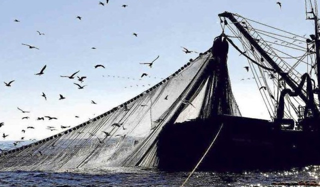 Our Fish pesca eccessiva