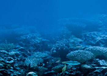 Rapporto sulla bioeconomia blu