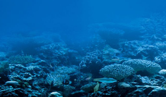 Rapporto sulla bioeconomia blu