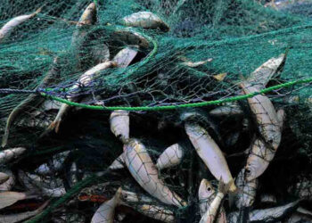 Riduzione pesca Mediterraneo