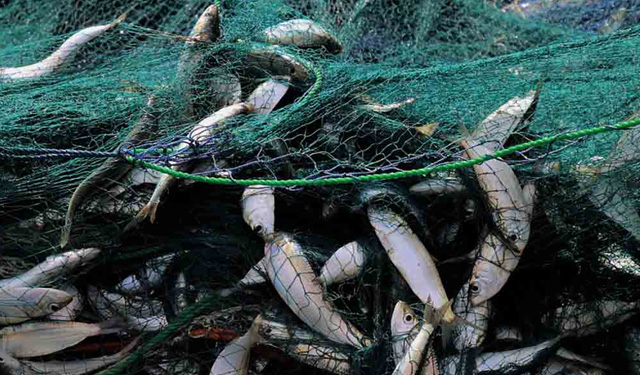 Riduzione pesca Mediterraneo