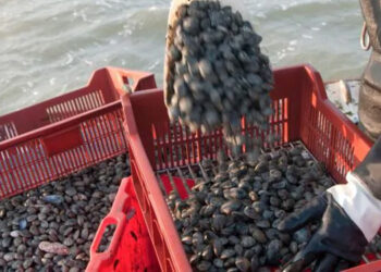 deroga taglia minima vongola