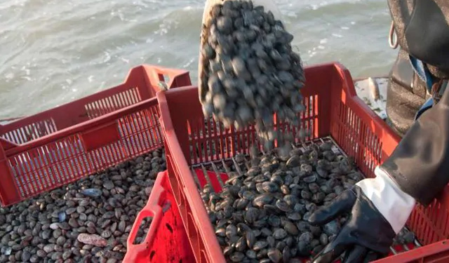 deroga taglia minima vongola