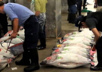 esportazioni tonno Vietnam