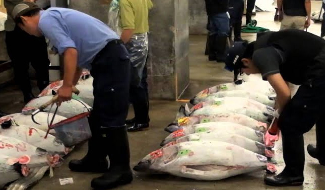 esportazioni tonno Vietnam