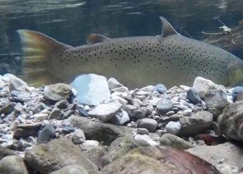 mercato trota Italia