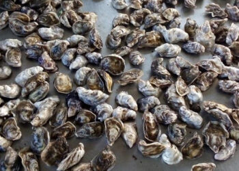 molluschi microplastiche