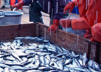 pesca Mediterraneo Mar Nero sovrasfruttamento