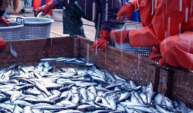 pesca Mediterraneo Mar Nero sovrasfruttamento