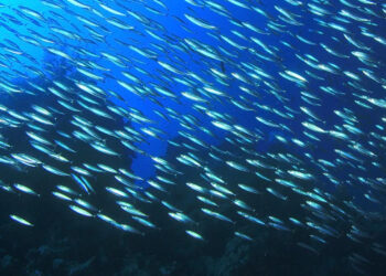 recupero blu post COVID-19