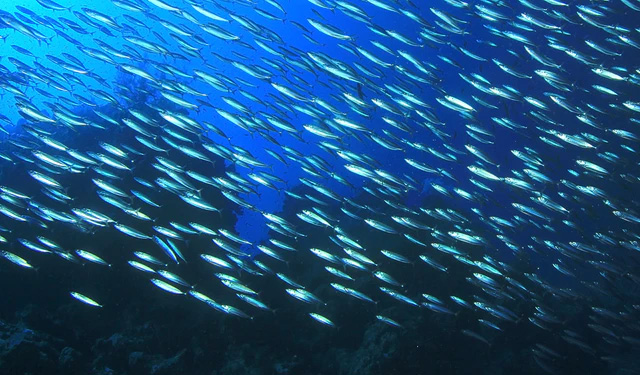 recupero blu post COVID-19