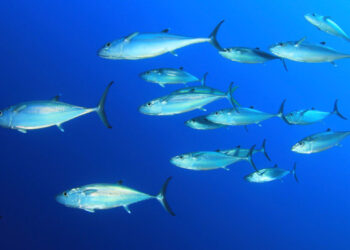 report catture tonno