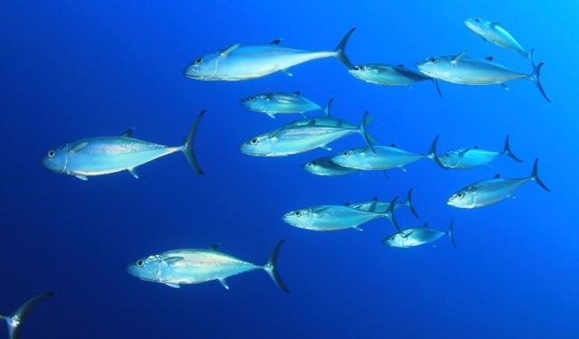 report catture tonno