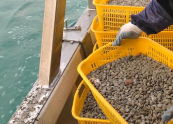 D’Amato: deroga a Italia su vongole va confermata