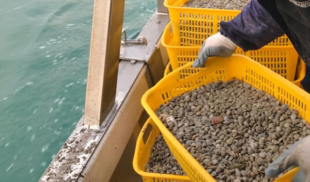 D’Amato: deroga a Italia su vongole va confermata