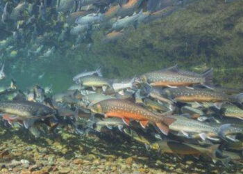 BioMar allevamenti salmone