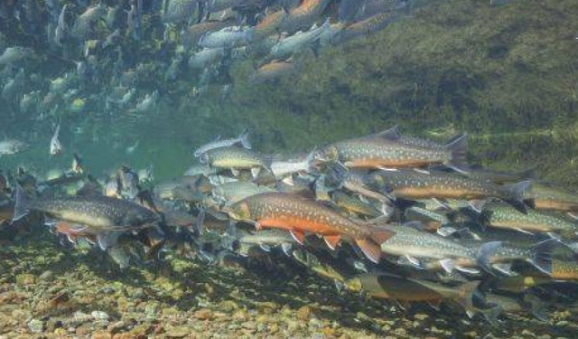BioMar allevamenti salmone