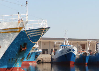 Pesca Siciliana Assessore Scilla