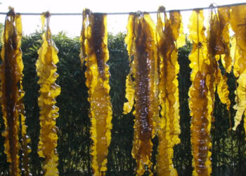 Enorme potenziale per l'algocoltura in Bangladesh