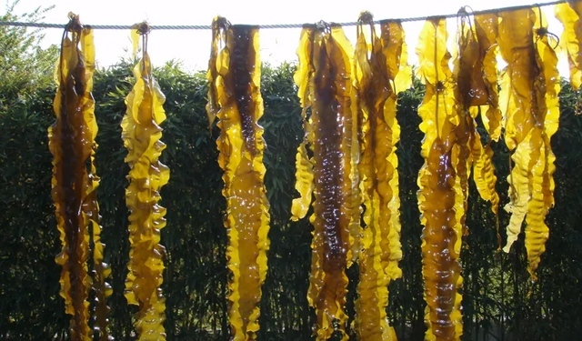 Enorme potenziale per l'algocoltura in Bangladesh