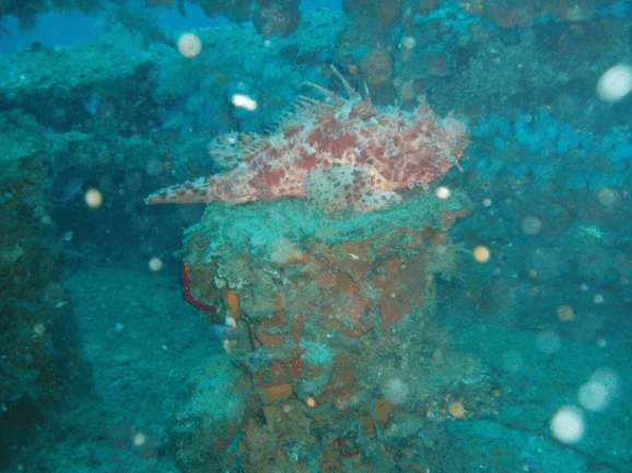 Uno dei numerosi scorfani rossi di grande taglia che si incontrano sul Kent