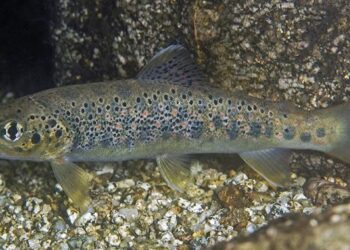 trota mediterranea