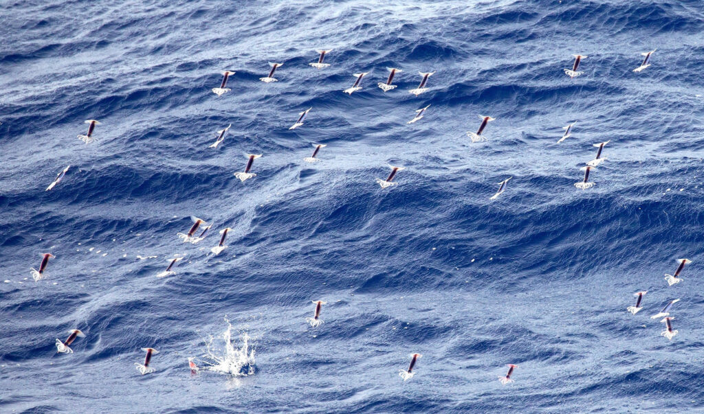 Commissione pesca Pacifico settentrionale