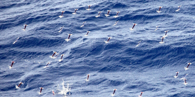 Commissione pesca Pacifico settentrionale