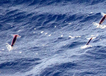 Commissione pesca Pacifico settentrionale