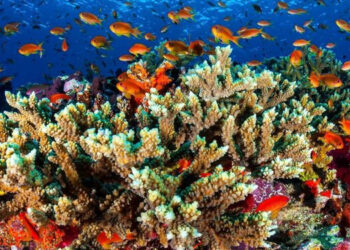 International Coral Reef Initiative