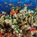 International Coral Reef Initiative