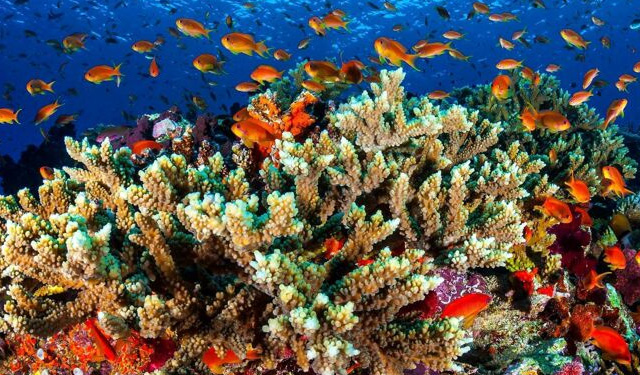 International Coral Reef Initiative