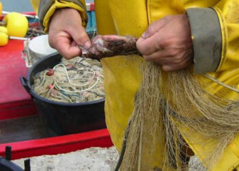 Recovery plan pesca acquacoltura