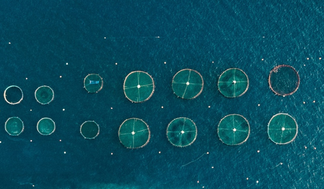 acquacoltura sicurezza alimentare