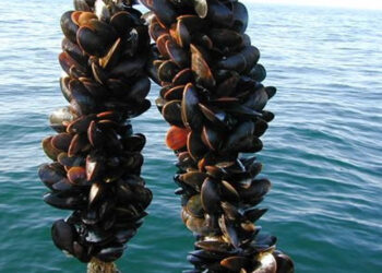 alghe allevamento cozze