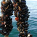 alghe allevamento cozze