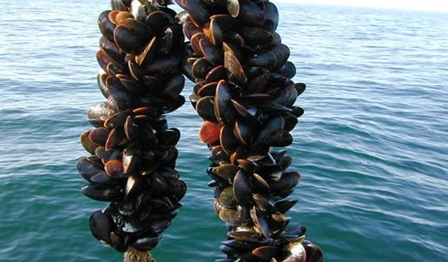 alghe allevamento cozze