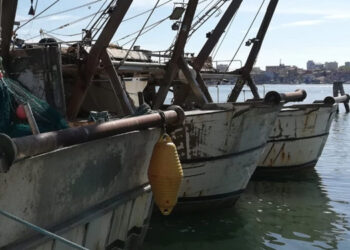 alleanza cooperative sostegno reddito