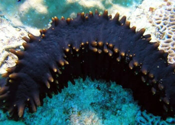 cetrioli di mare impatto ambientale acquacoltura