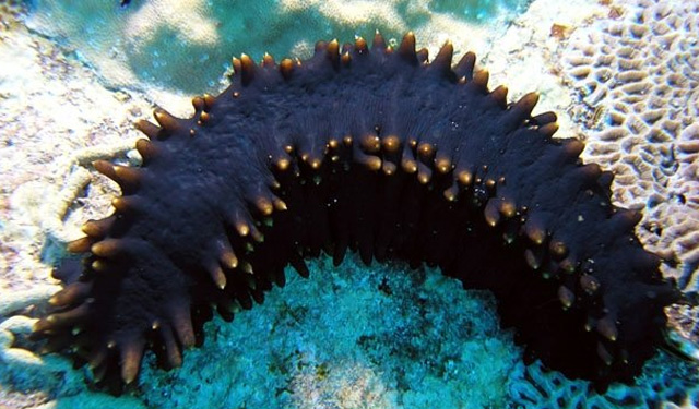 cetrioli di mare impatto ambientale acquacoltura