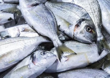 distretto pesca ghiaccio