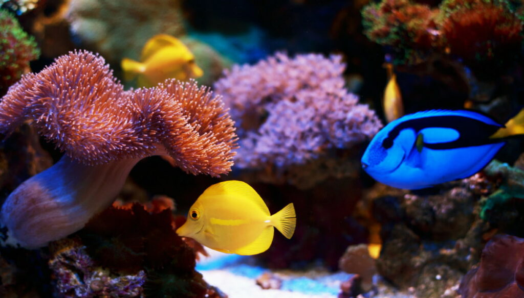 cura barriere coralline Maldive